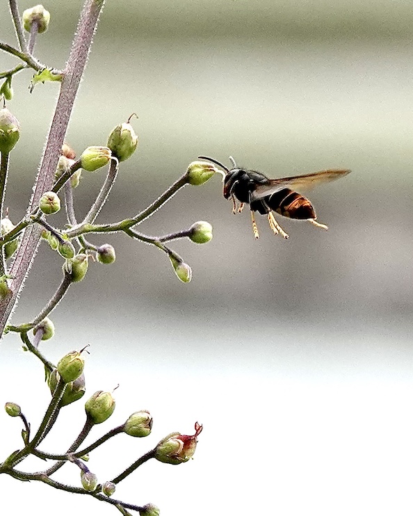 Asian hornet